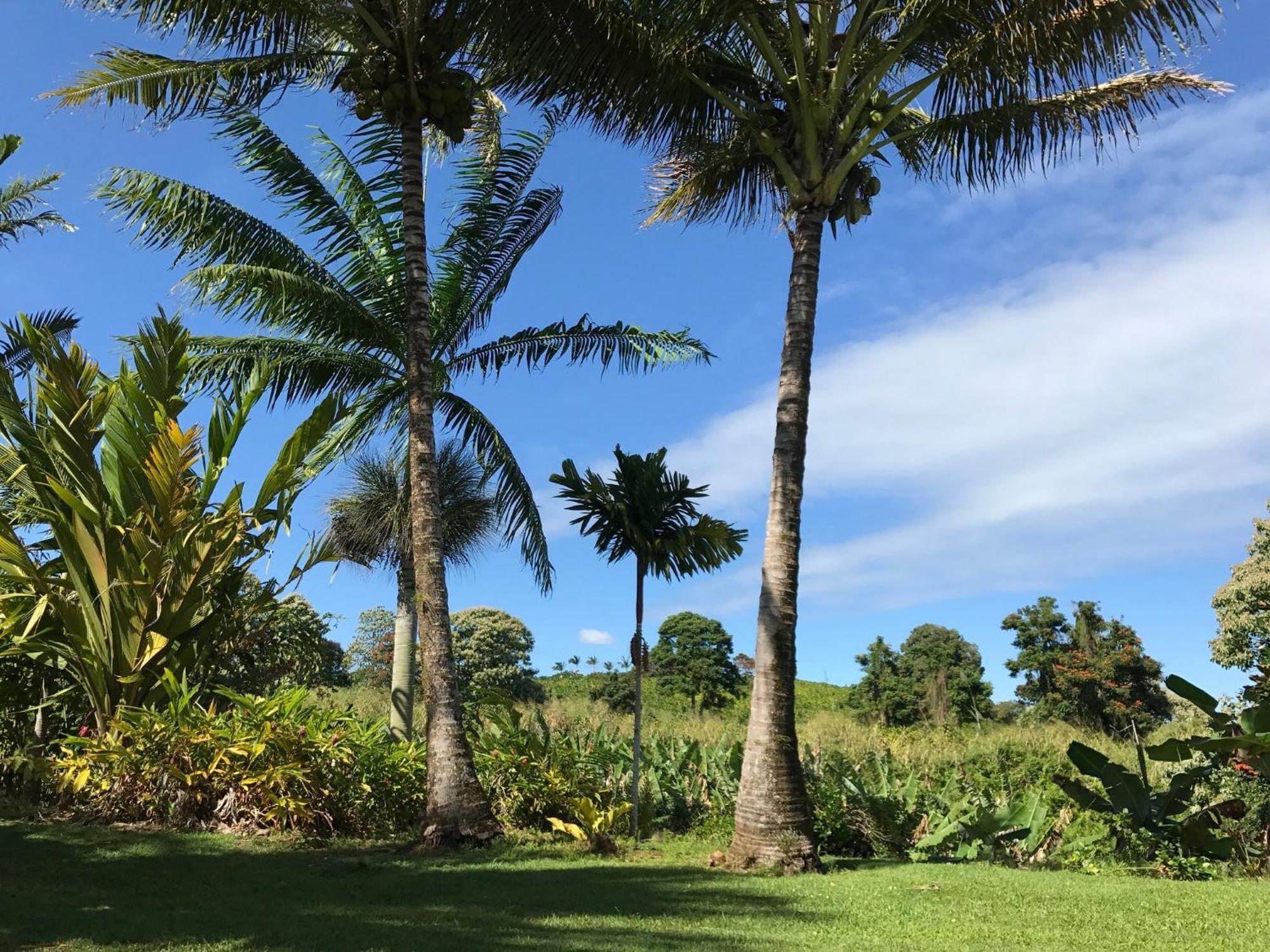 Island Goode'S - Luxury Adult Only Accommodation Near Hilo Papaikou Kültér fotó
