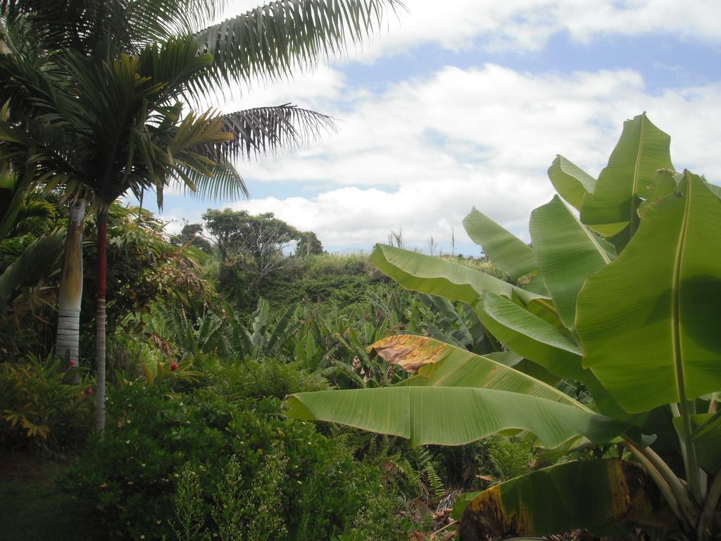 Island Goode'S - Luxury Adult Only Accommodation Near Hilo Papaikou Kültér fotó