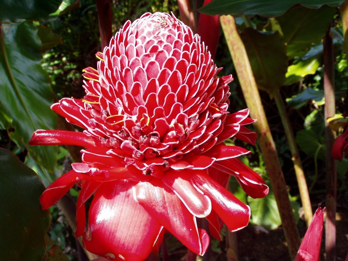 Island Goode'S - Luxury Adult Only Accommodation Near Hilo Papaikou Kültér fotó
