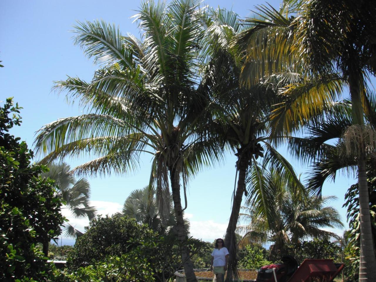 Island Goode'S - Luxury Adult Only Accommodation Near Hilo Papaikou Kültér fotó