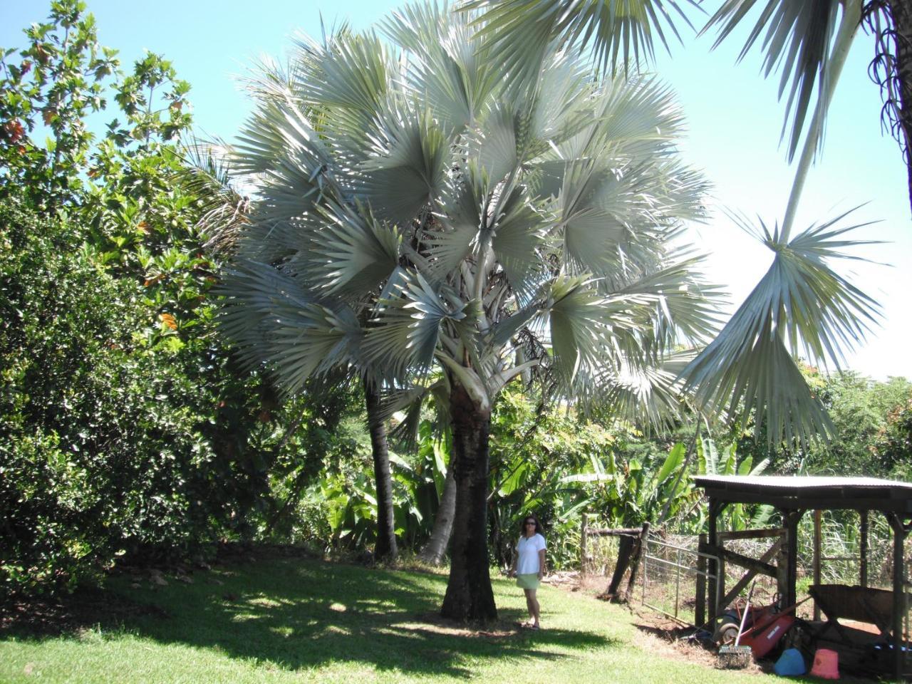 Island Goode'S - Luxury Adult Only Accommodation Near Hilo Papaikou Kültér fotó